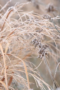 Close-up of plant