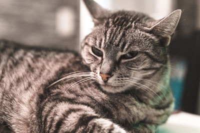 Close-up of tabby cat