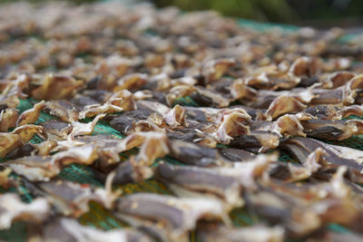 Full frame shot of dry leaves