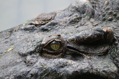 Cropped eye of crocodile