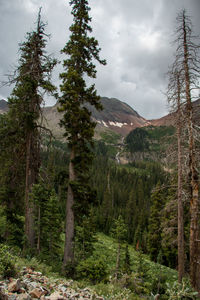 Pine trees in forest against sky