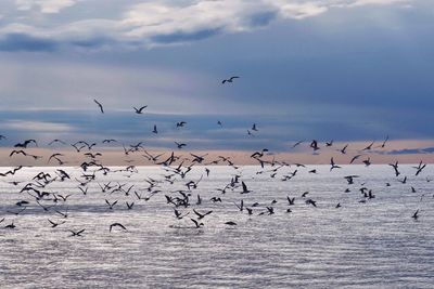 Silhouette birds flying over snow covered landscape