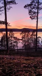 Silhouette trees by lake against sky during sunset