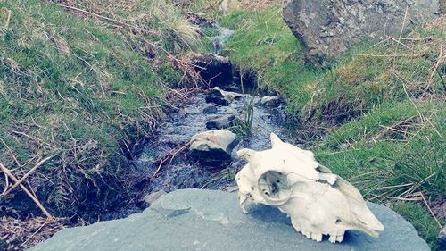 Plant growing on rock