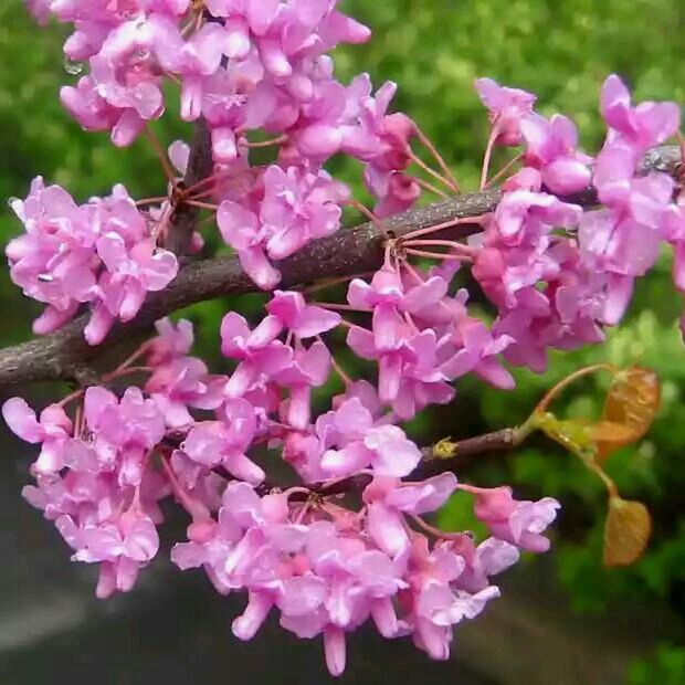 flower, freshness, fragility, petal, beauty in nature, growth, pink color, close-up, focus on foreground, flower head, nature, purple, insect, blooming, plant, in bloom, bunch of flowers, day, blossom, outdoors