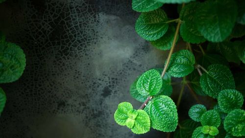 Close-up of wet plant leaves