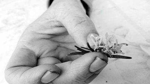 Close-up of cropped hand holding plant