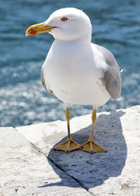 Seagull perching on a sea