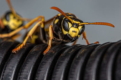 Close-up of hornet 