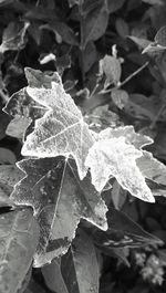 Close-up of leaves