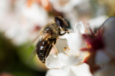 Macro shot of insect pollinating white flower