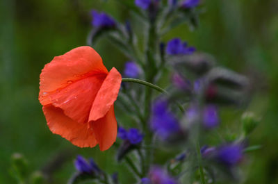 Close-up of purple poppy flower