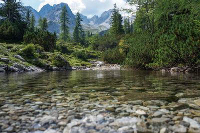 Scenic view of river in forest