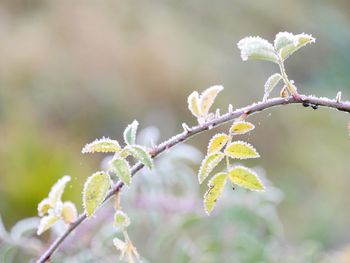 Close-up of snow on plant