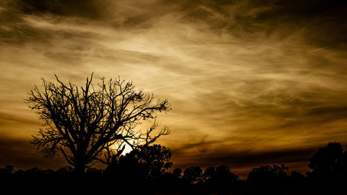 Silhouette of trees at sunset