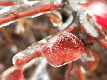 Close-up of frozen water