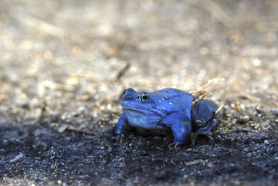 Male moor frog turns blue in spring at breeding time