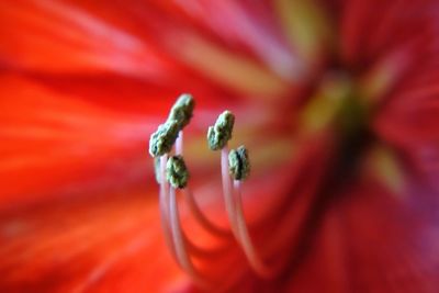 Macro shot of red flower