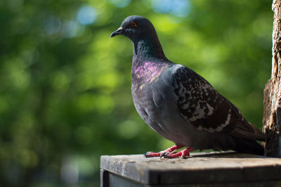 Close-up of pigeon perching on wood