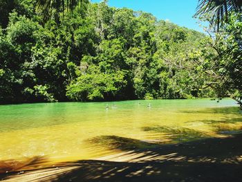 Scenic view of lake against trees