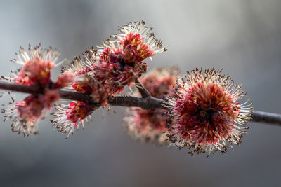 Close-up of red flowering plant