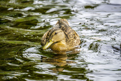 Close-up of duck swimming in lake