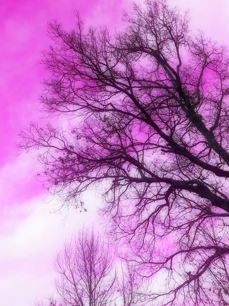 tree, low angle view, bare tree, branch, sky, beauty in nature, silhouette, tranquility, nature, scenics, growth, tranquil scene, cloud - sky, outdoors, high section, no people, pink color, dusk, blue, idyllic