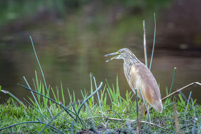 High angle view of gray heron on field