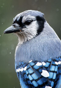 Close-up of bird