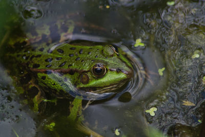 High angle view of frog swimming in lake