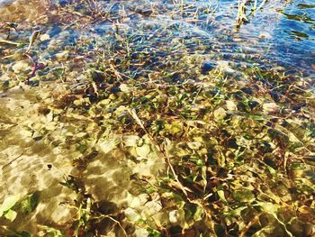 High angle view of plants floating on water