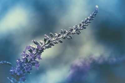 Close-up of purple flowering plant