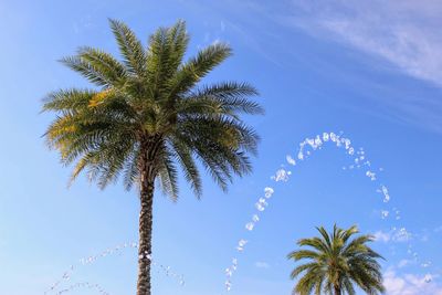 Low angle view of coconut palm tree against sky