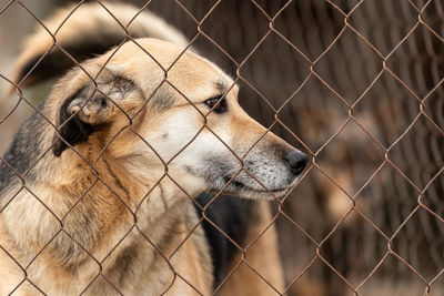 Close-up of dog seen through chainlink fence