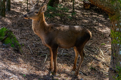 Deer standing in a forest