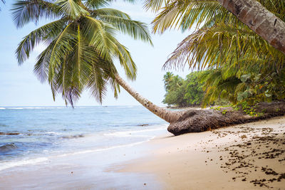 Palm trees on beach