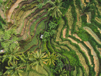 High angle view of rice field