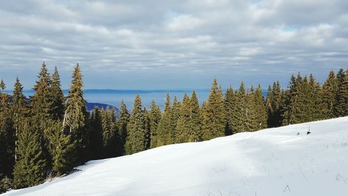 Trees on snow covered landscape against sky