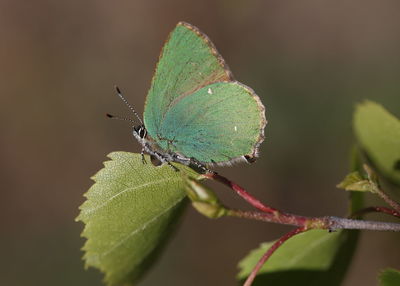 Close-up of butterfly on leaf