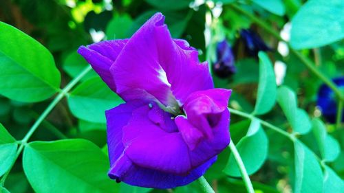 Close-up of purple flower blooming outdoors