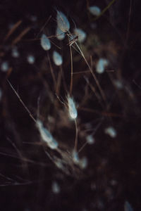 Close-up of wilted plant