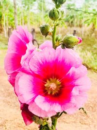 Close-up of pink flowers blooming outdoors