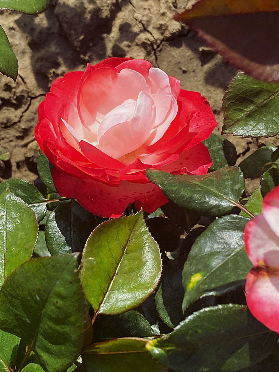 CLOSE-UP OF PINK ROSE