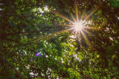 Low angle view of sunlight streaming through trees in forest