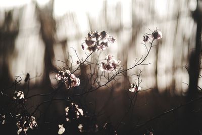 Close-up of flowers on tree