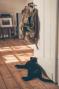 Cat relaxing on floor at home