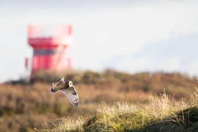 Close-up of bird flying against sky