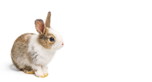 Close-up of a rabbit over white background