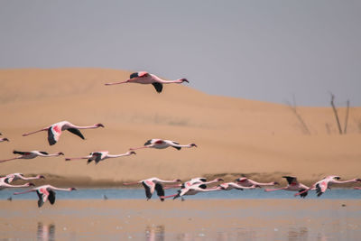 Seagulls flying over beach