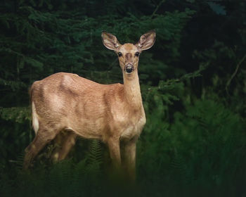 Portrait of deer standing on land